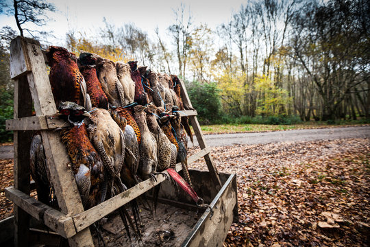 Pheasants, Oxfordshire