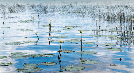 Flowers. Beautiful white water lily floating on a blue lake