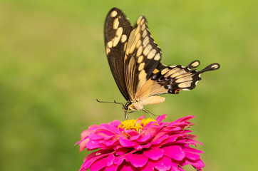 Giant Swallowtail on a pink flower against green background