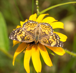 Gorgone Checkerspot butterfly feeding on a bright yellow black-eyed Susan flower in summer