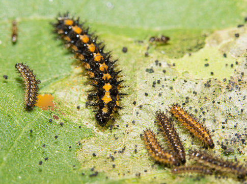 Gorgone Checkerspot butterfly caterpillar feeding on a sunflower leaf