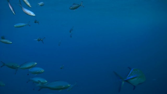 school of fish Lunar Fusilier - Caesio lunaris swim frightened Bluefin trevally - Caranx melampygus, and is going to address together
