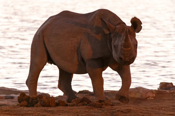 Fototapeta na wymiar Black Rhino - Etosha Safari Park in Namibia