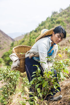 Collecting tea leaves, only the young tea leaves are picked to be dried, Shan State