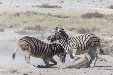 Obraz na płótnie Canvas Zebra Fight - Etosha, Namibia