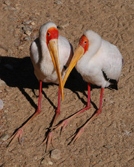 Fototapeta premium Storks in love