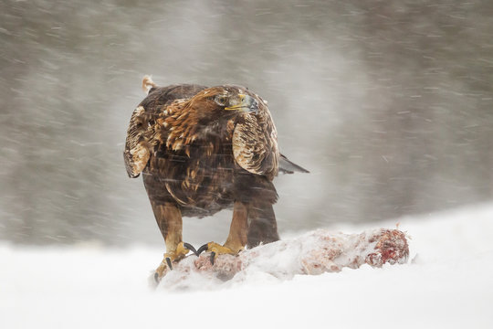 Adult golden eagle (Aquila chrysaetos), talons attached to prey during a snow blizzard and sub zero winter temperatures, Taiga Forest, Finland