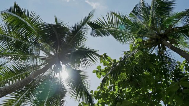 Footage of palm trees seen from underneath. Shot in 4k.