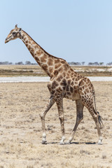 Giraffe - Etosha Safari Park in Namibia