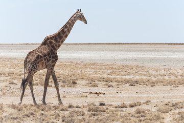 Obraz na płótnie Canvas Giraffe - Etosha Safari Park in Namibia