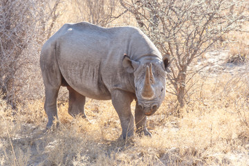 Black Rhino - Etosha Safari Park in Namibia