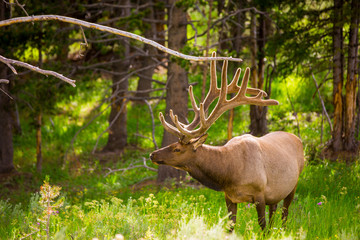 Elk in Yellowstone National Park, Wyoming
