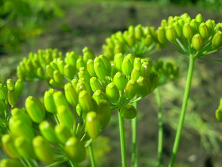 Dill growing in the garden