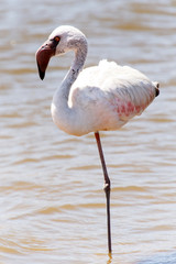 Flamingo - Namibia