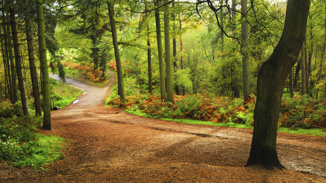 Woodland path within Delamere Forest on an autumn afternoon, Cheshire