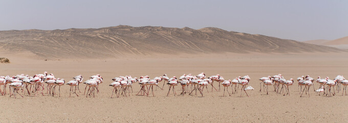Flamingo - Namibia