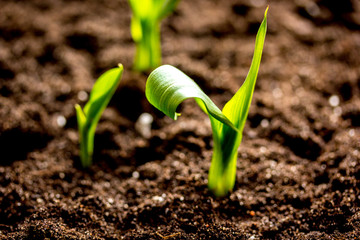 Concept appearance of life - sprout from soil close up