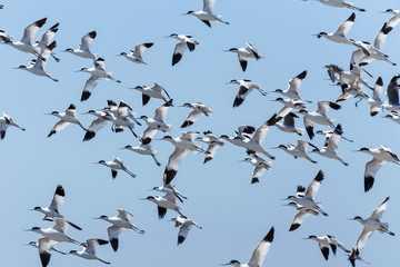 Pied Avocet, Namibia