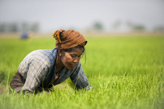 A woman near Inle Lake harvests young rice into bundles which will be re-planted spaced further apart to allow the rice to grow, Shan State