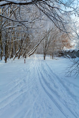 Obraz premium The cross-country ski trails in the winter forest