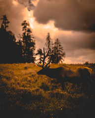 Huge Bull Elk Stag with trophy antlers in prairie habitat silhouette against colorful sunset sky Elk Hunting in Glacier National Park