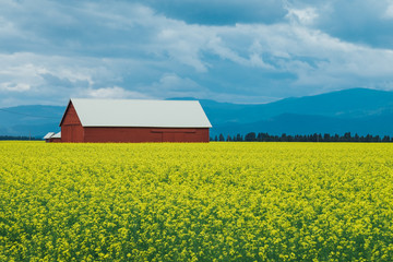 A House in the middle of Mustard field
