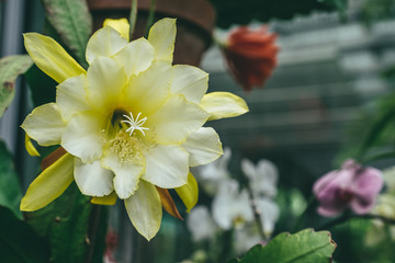 Yellow epiphyllum flower plant