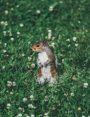Squirrel in grass in park