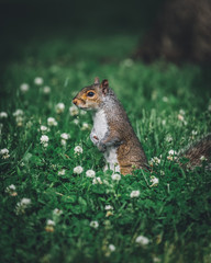 Squirrel in grass in park