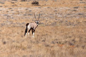 Oryx in Sossusvlei, Namibia