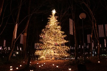 森の中のクリスマス/森の中のクリスマスツリーとイルミネーション