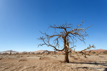 Fototapeta na wymiar Dead Tree at Sossusvlei, Namibia