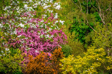 Colors of spring