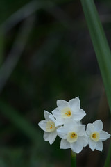 水仙の花
