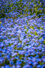 Blue forget-me-nots flowers