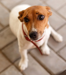 Dog in Katima Mulio - Namibia