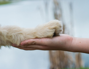 Dog Paw handshake best friends