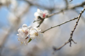 Fresh apricot in bloom