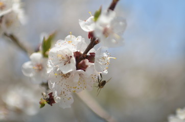 Apricot tree in bloom