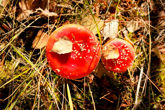 Amanita muscaria, poisonous mushrooms