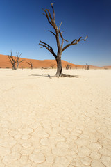 Dead Vlei - Sossusvlei, Namibia