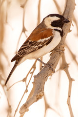 Male Sociable Weaver Bird, Namibia