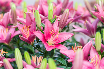 beautiful pink lilly flower in the garden