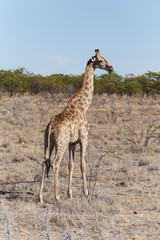 Giraffe - Etosha Safari Park in Namibia