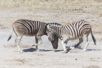 Obraz na płótnie Canvas Zebra Fight - Etosha, Namibia