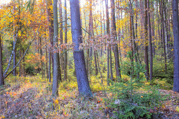 Beautiful, dreamy, autumn forest with high trees in Poland