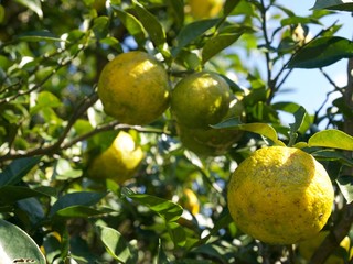 Yuzu/Kochi,Japan