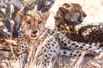 Cheetah in Sossusvlei, Namibia