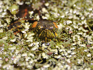 head of water turtle living in the wild with many tiny aquatic plants and light reflections