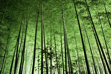 Plakat 京都　嵐山の竹林